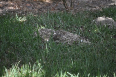Clear shot of the gopher